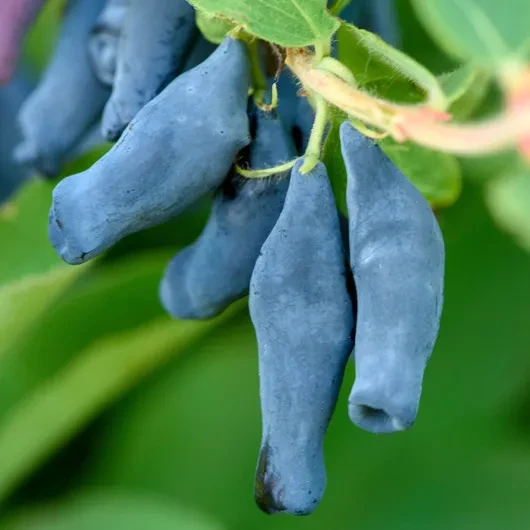 Жимолость Шахиня Жимолость Шахиня