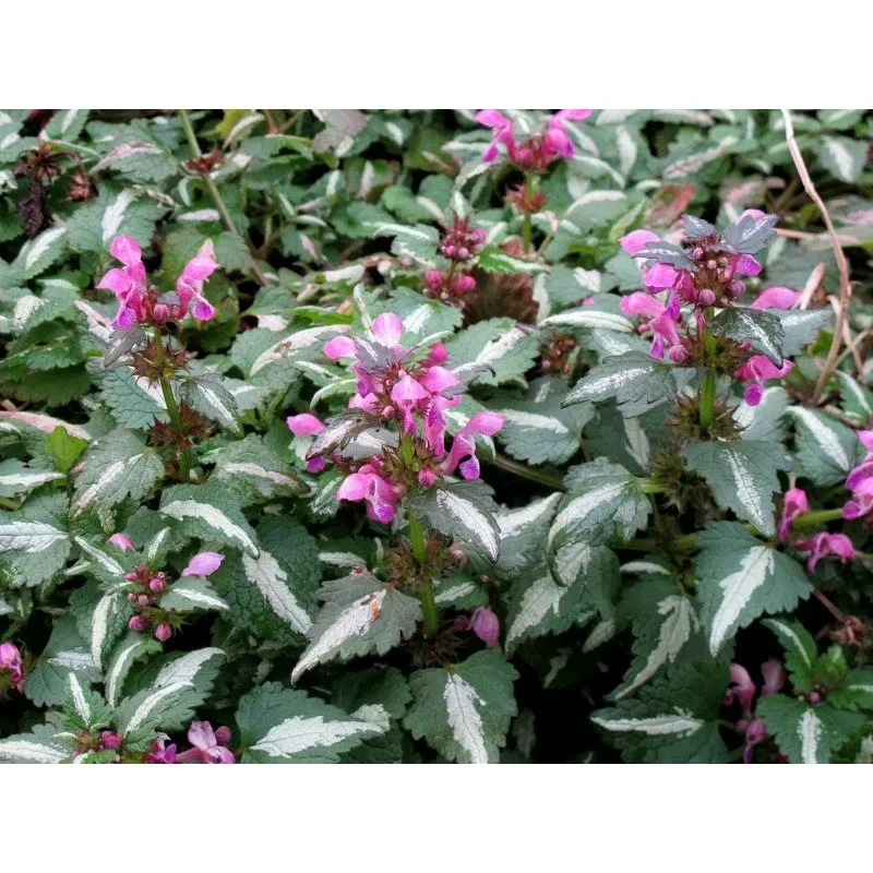 Яснотка Крапчатая Яснотка Крапчатая