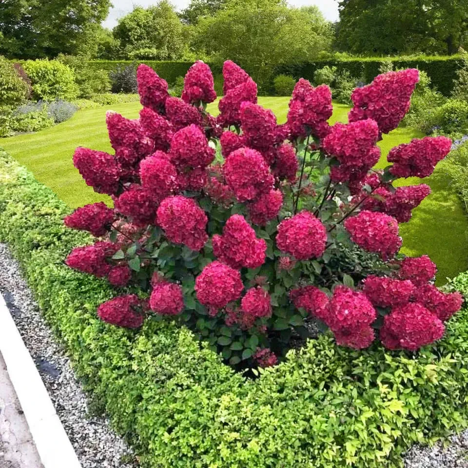 Гортензия Самарская Лидия Гортензия Самарская Лидия