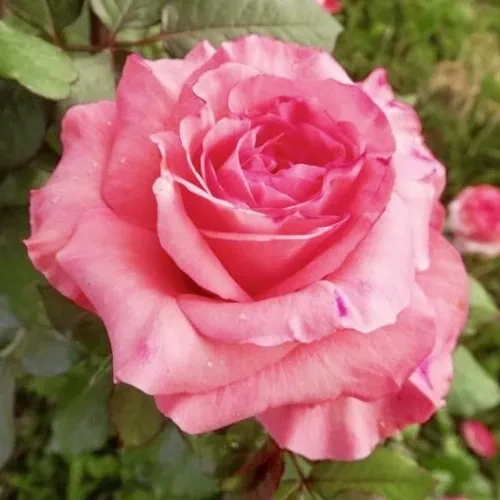 Роза чайно-гибридная Артур Римбо