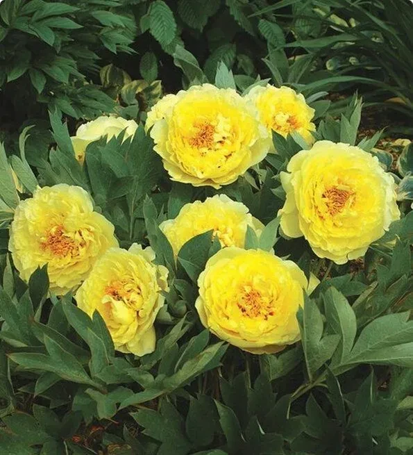 Пион ИТО-гибрид Бартзелла