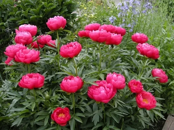 Пион Эллен Каули Пион Эллен Каули