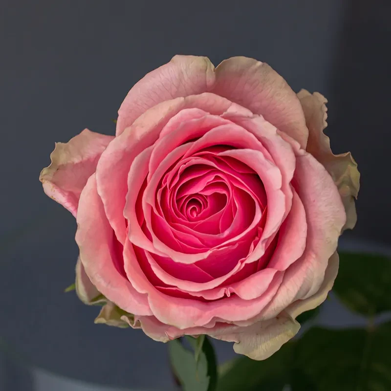 Роза чайно-гибридная Геральдина Роза чайно-гибридная Геральдина