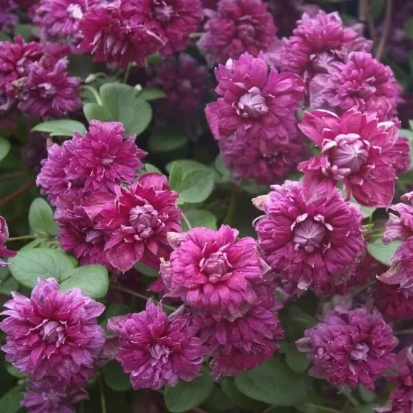 Клематис Пурпуреа Плена Элеганс