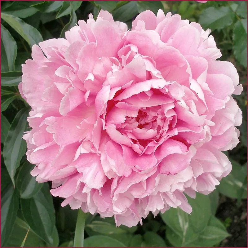 Пион Сара Эм Нейпер