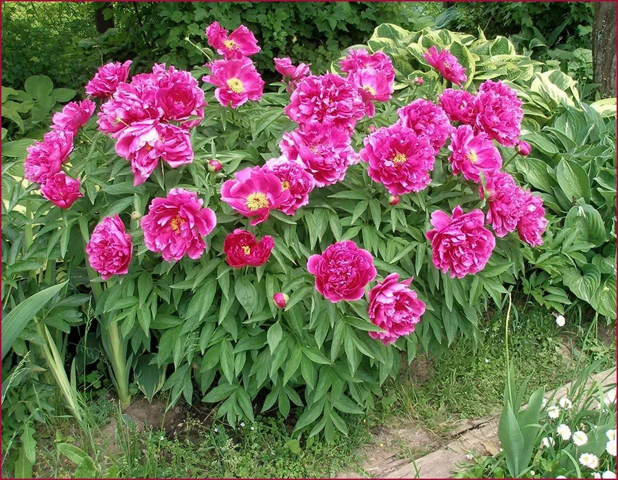 Пион Офелия