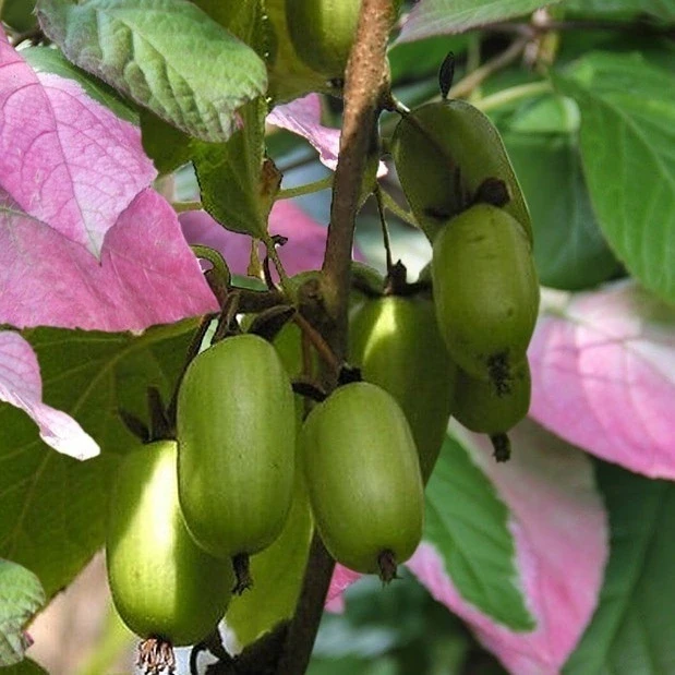 Актинидия коломикта Доктор Шимановский Актинидия коломикта Доктор Шимановский