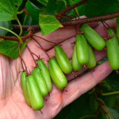 Актинидия коломикта Витакола Актинидия коломикта Витакола