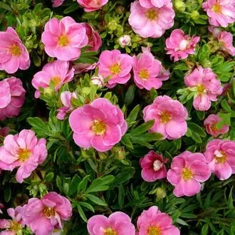 Лапчатка New Dawn