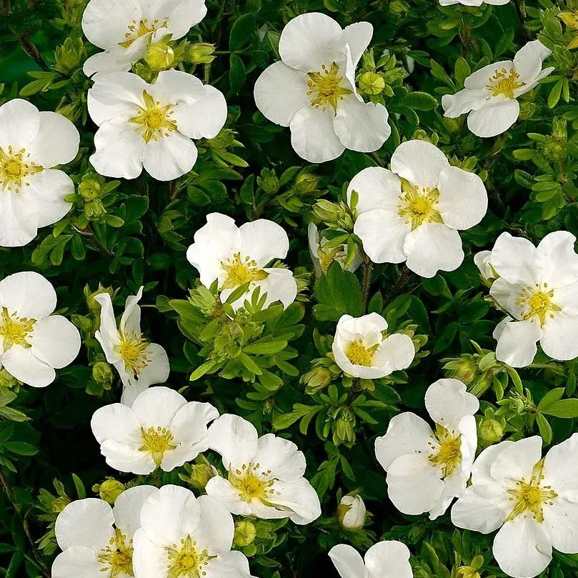 Лапчатка  Эбботсвуд