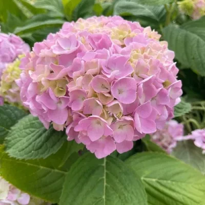 Гортензия Бесконечное Лето